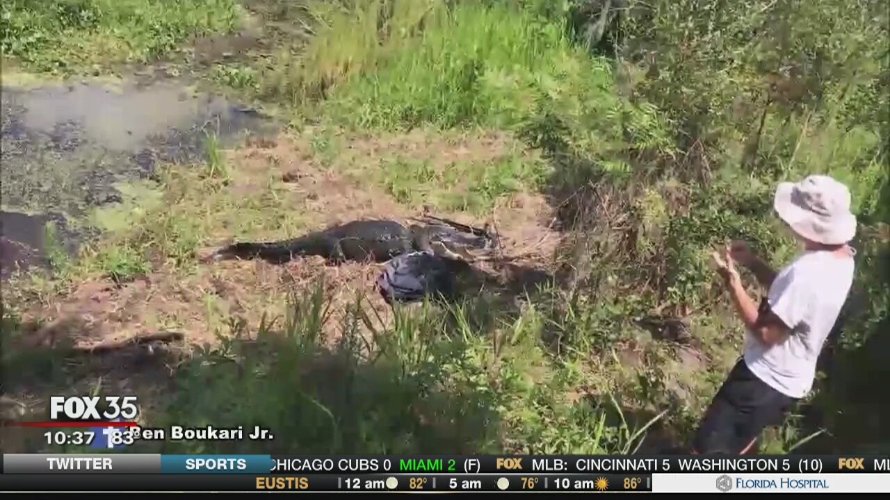 Photograher 'had no business' approching gator