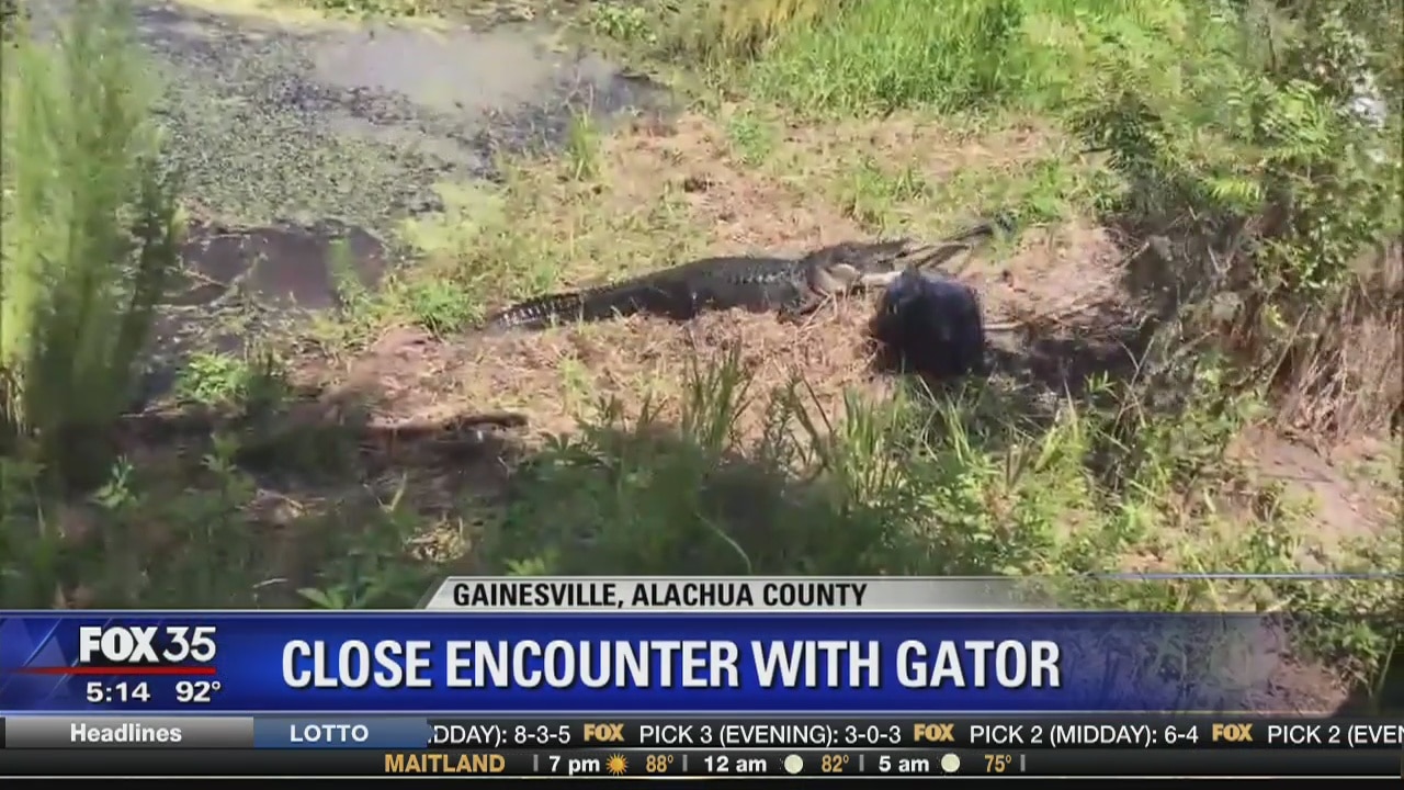 Close encounter with an alligator