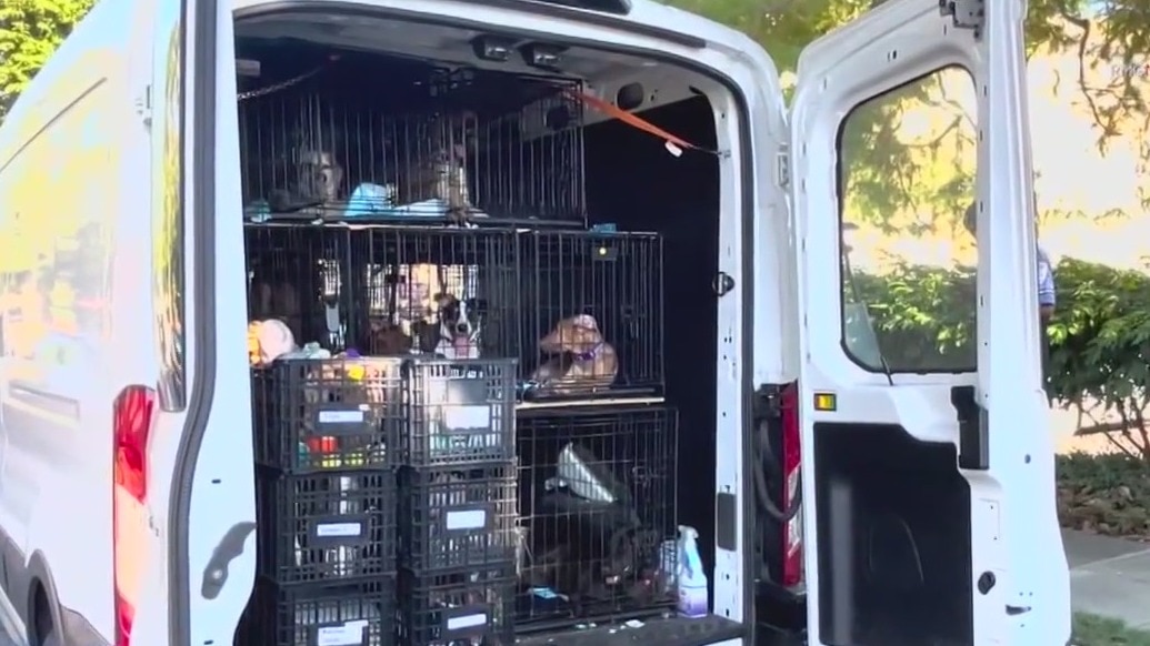 15 caged dogs rescued from sweltering van