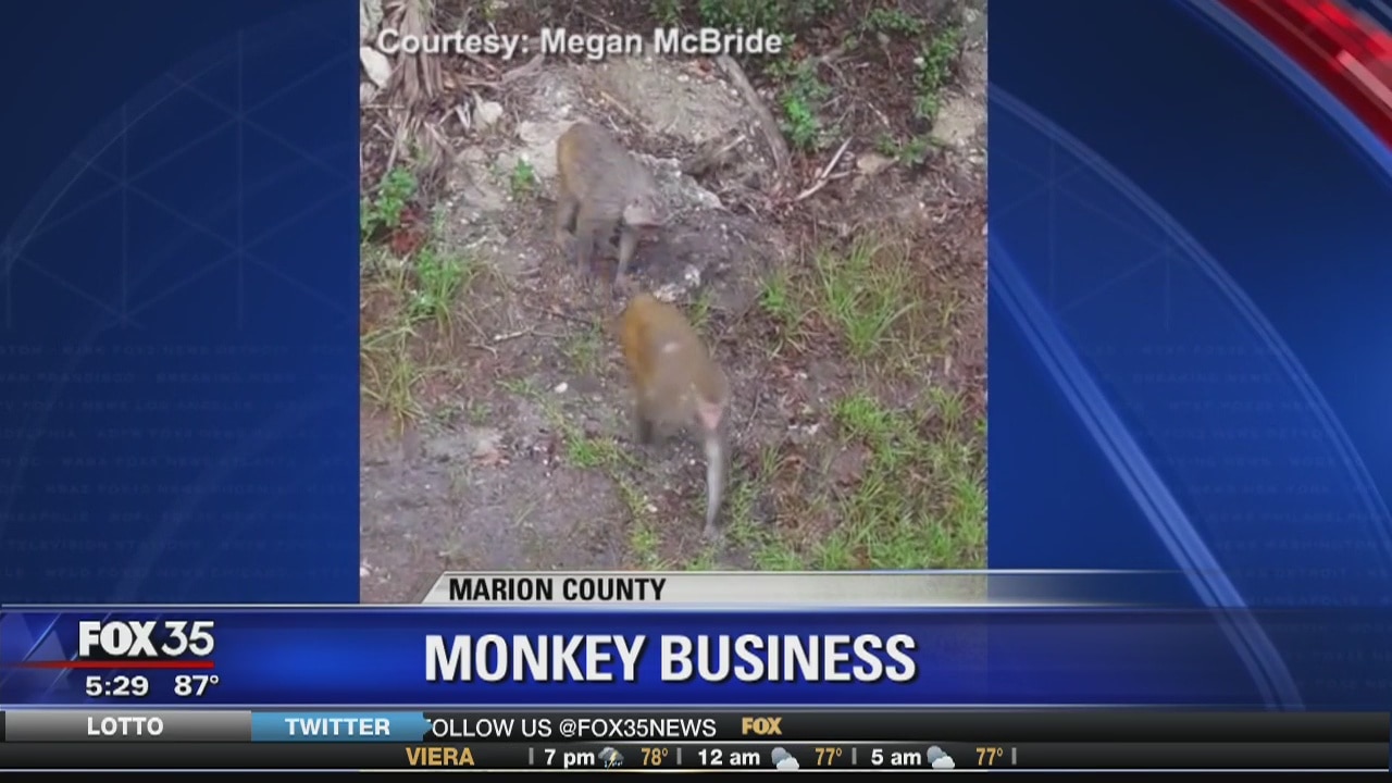 Monkey business