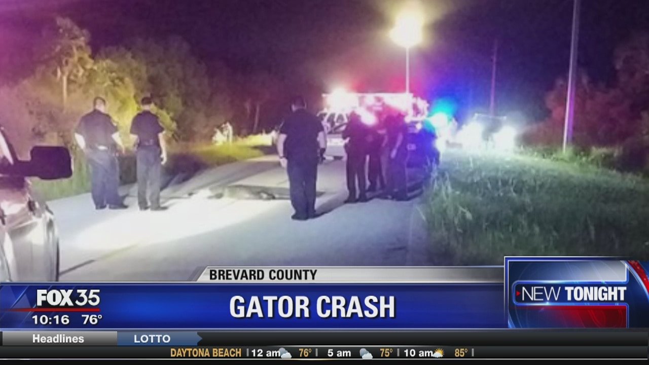 Driver injured after car hits and kills alligator