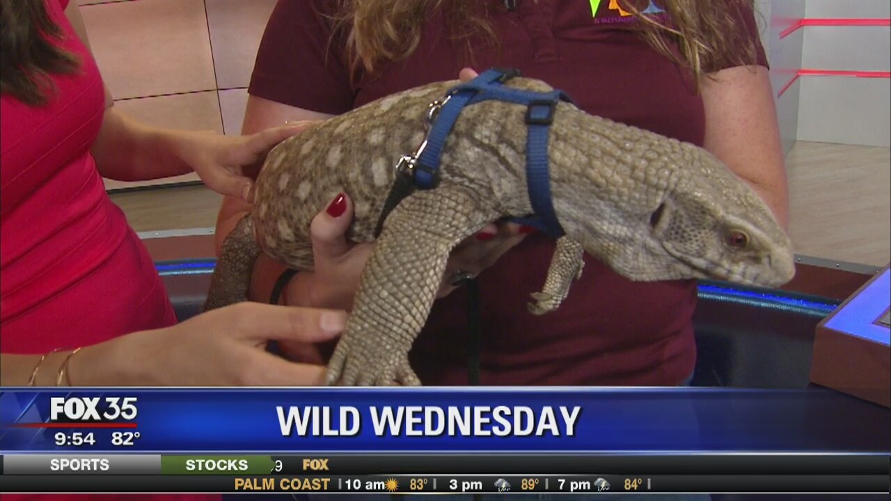 Wild Wednesday: August 9th
