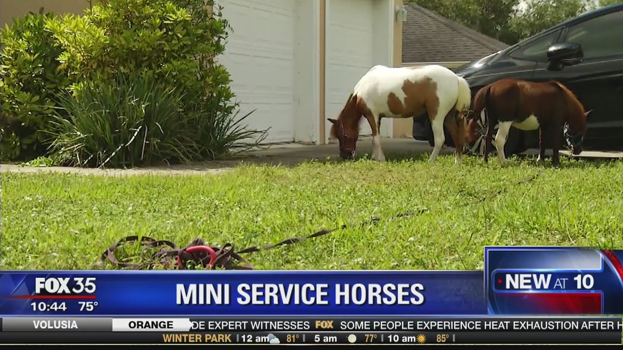 Ocala woman has unusual service animal