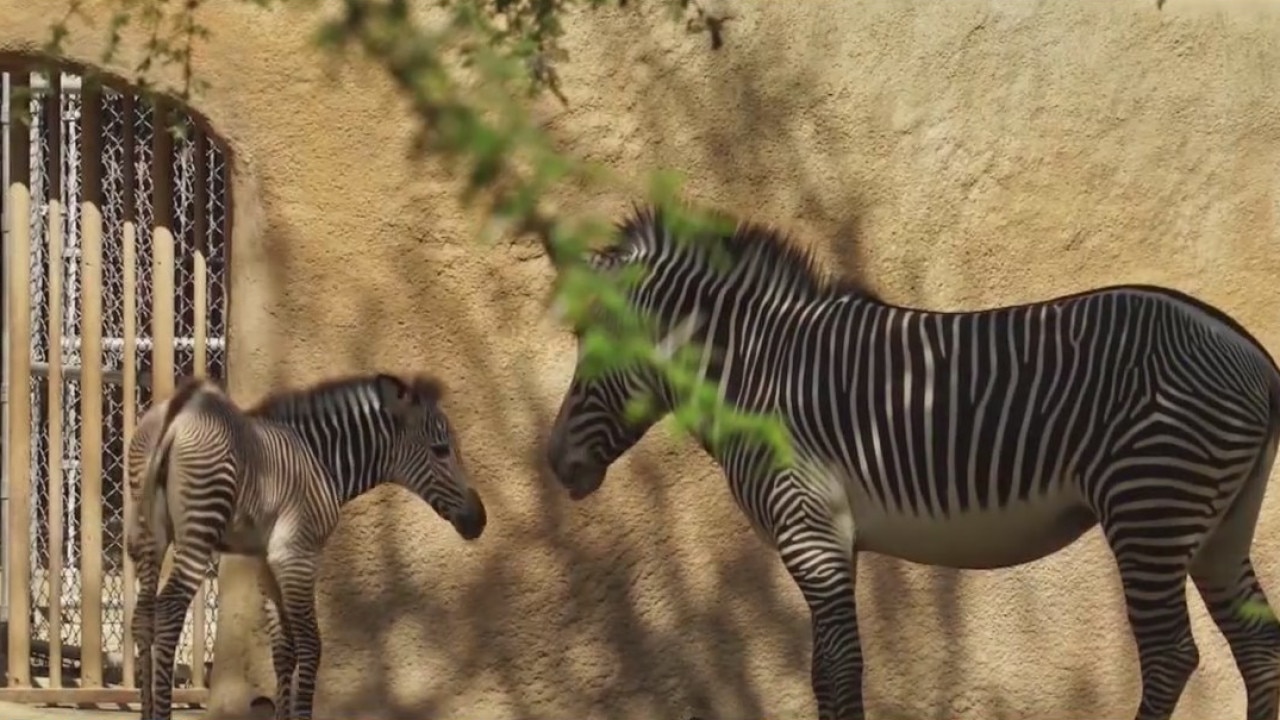 LA Zoo reopens with COVID-19 guidelines