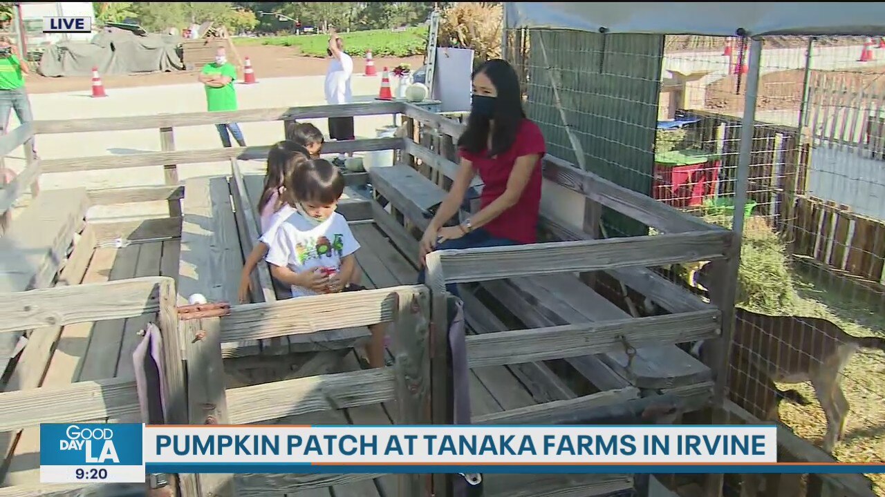 Tanaka Farms in Irvine offering fall activities for families