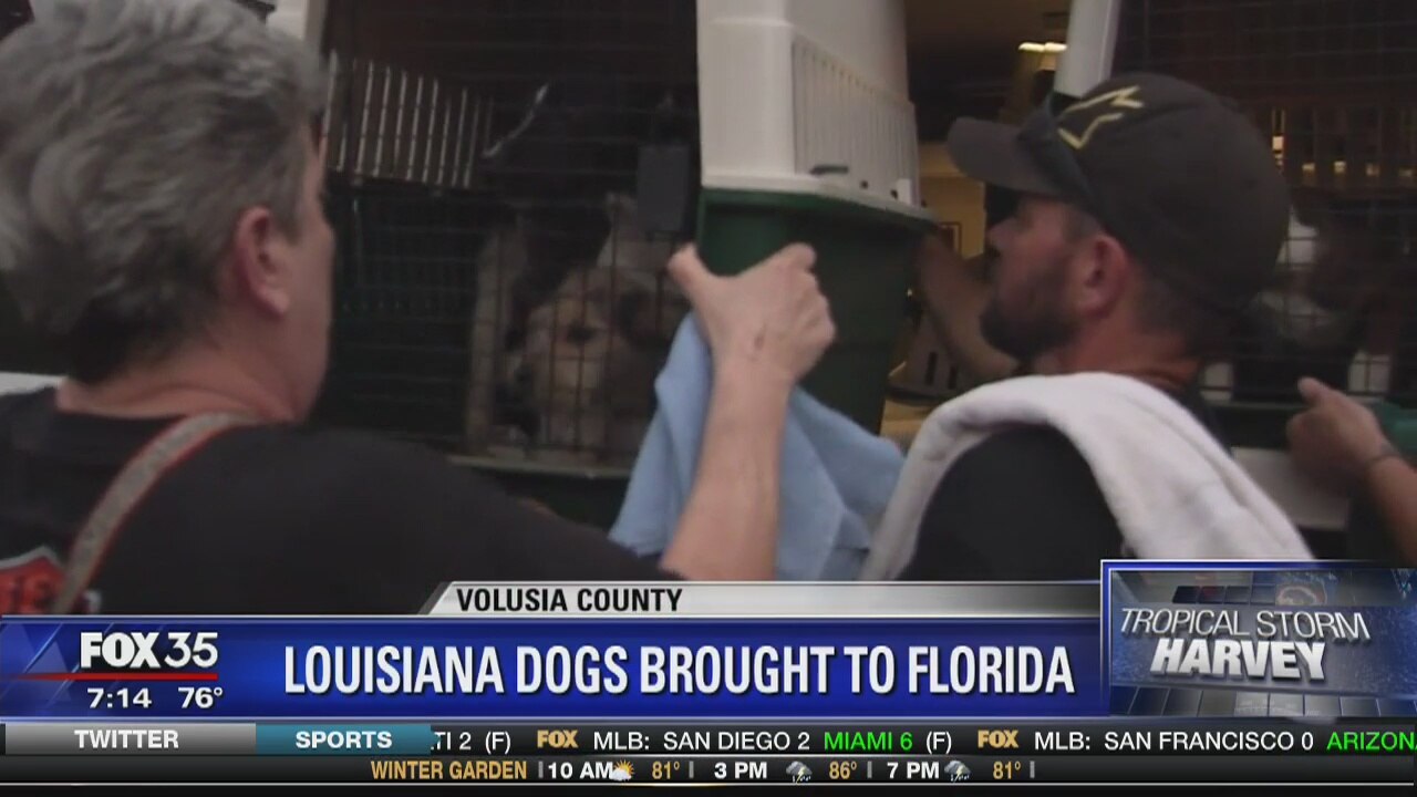 Louisiana dogs brought to Florida