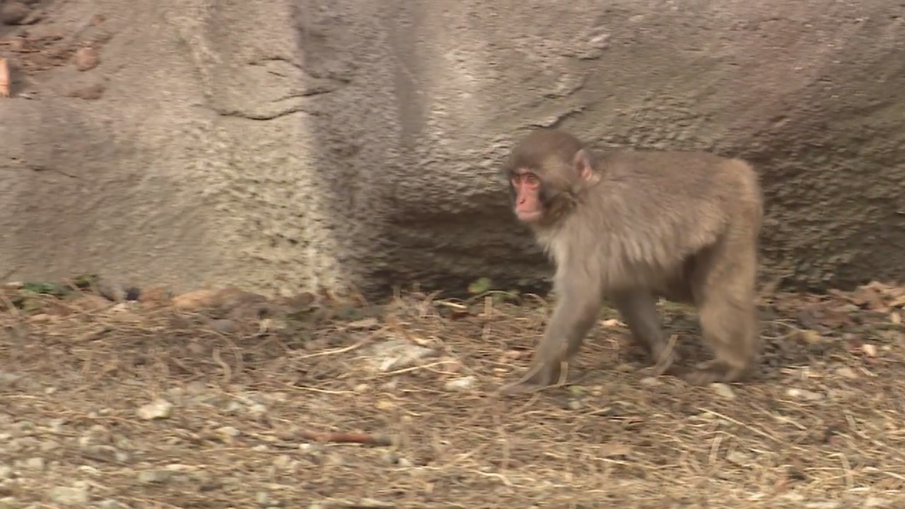 Checking in a year later with the Detroit Zoo's newest snow monkey Hannah