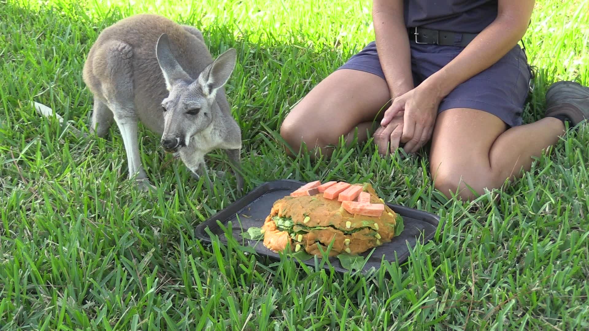 Adorable kangaroo celebrates it's first birthday