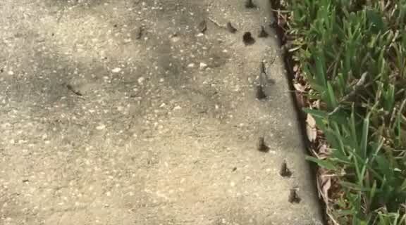 Frogs enter porch after Hurricane Irma breaks screen