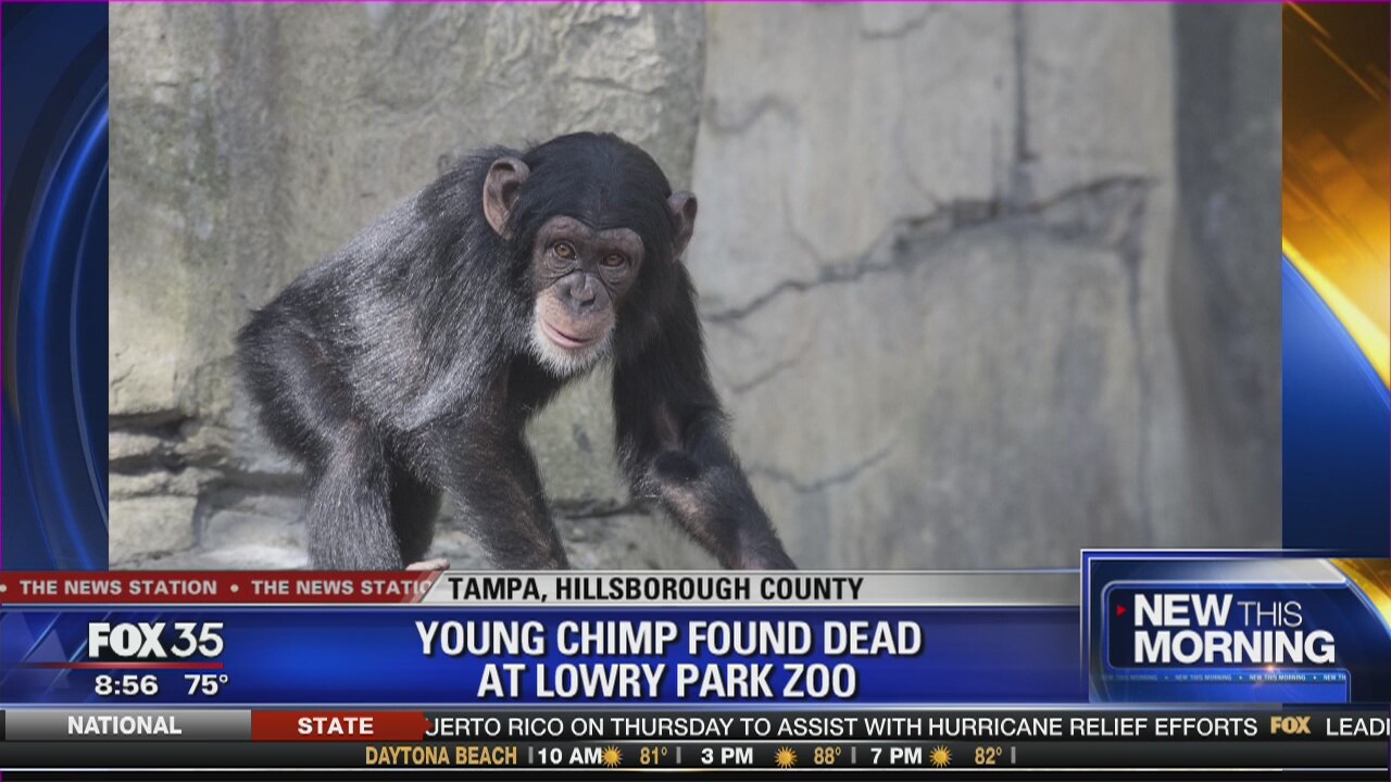 Young chimp found dead at Lowry park zoo