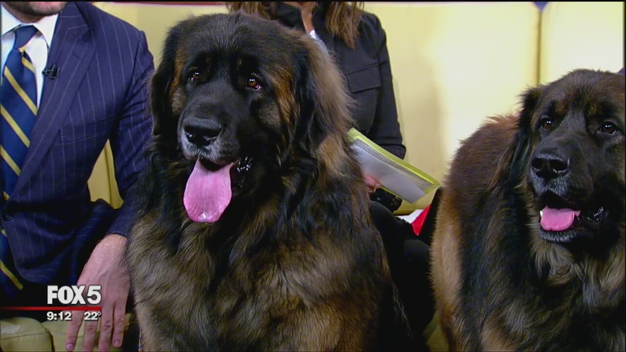 Meet The Breeds