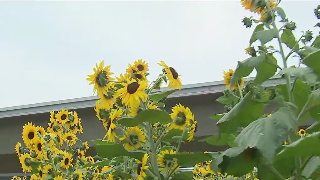 Sunflowers blossom at Hana Field