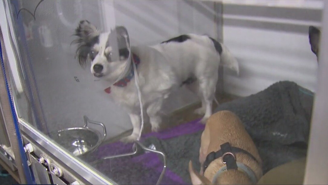 Wags & Walks looking for foster families this holiday season