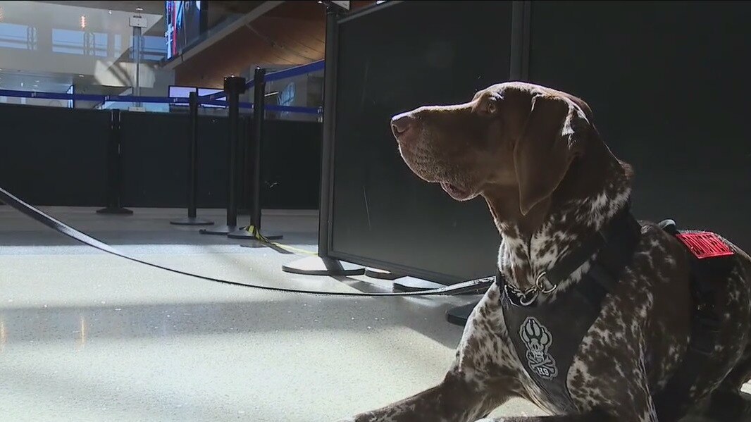 K9s helping to keep LAX safe during Super Bowl weekend