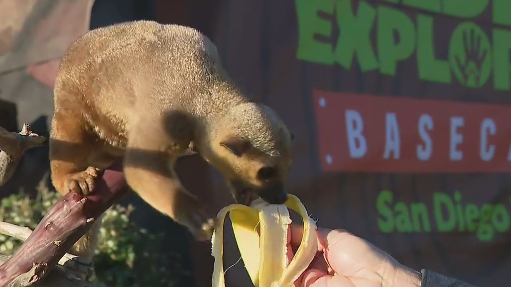 New San Diego Zoo exhibit comes to LA