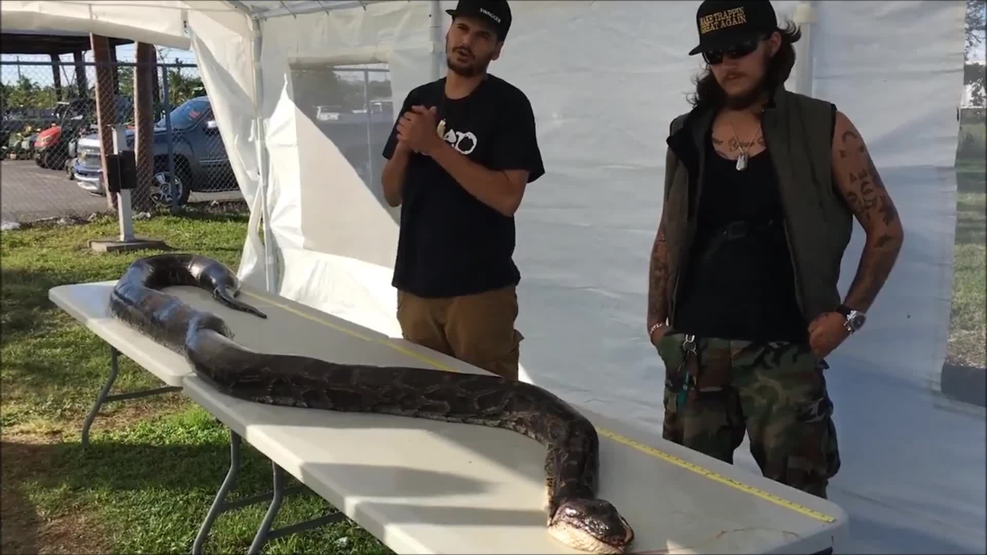 Python caught