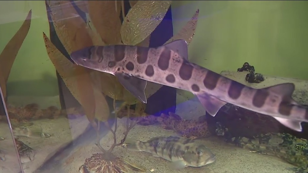 Heal the Bay Aquarium Earth Month Celebration