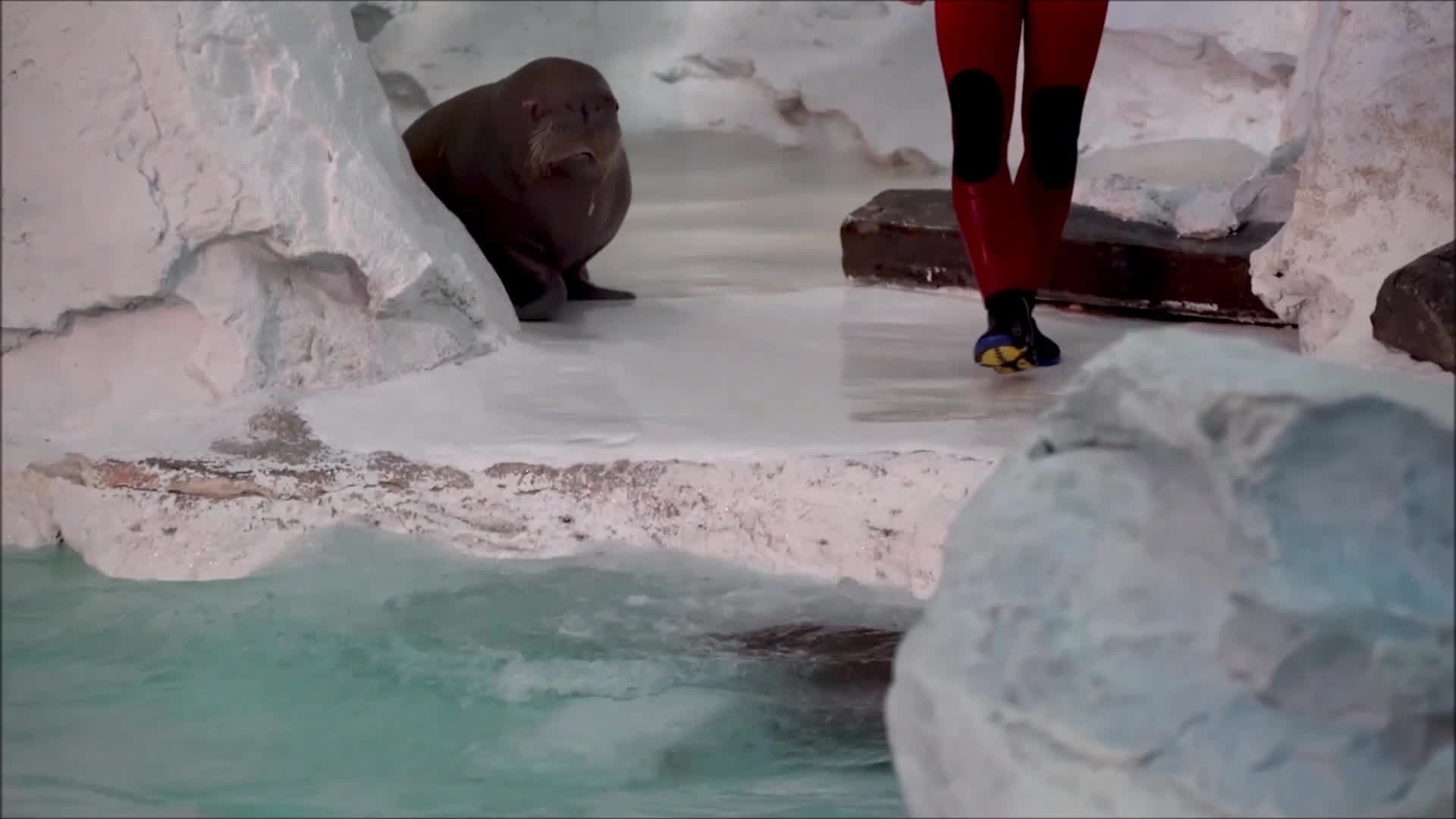 Walrus calves make their public debut at SeaWorld Orlando