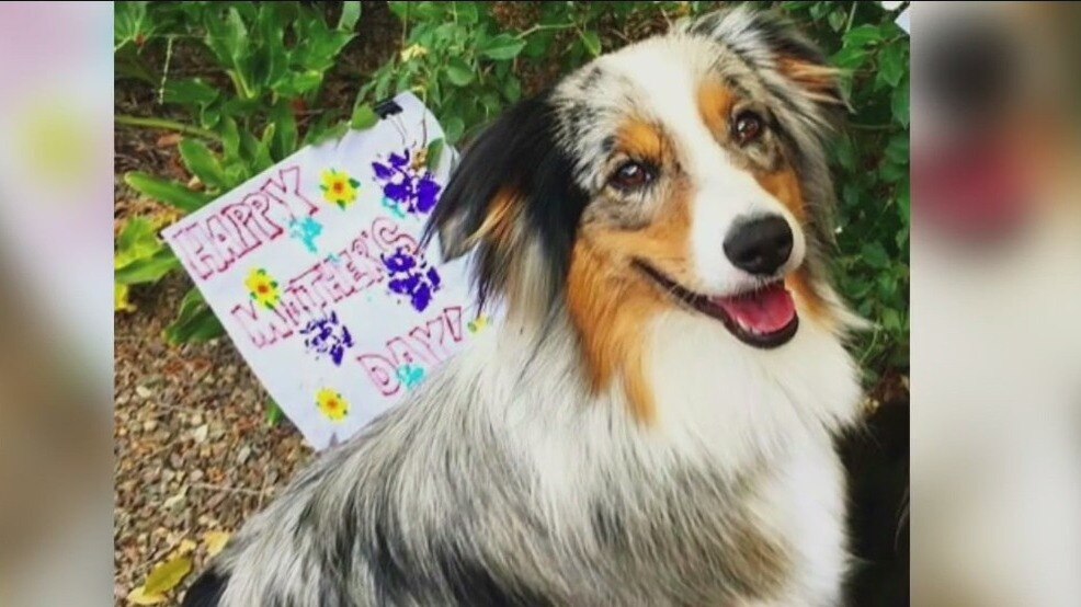 Traveling nurse's camper with dog inside stolen