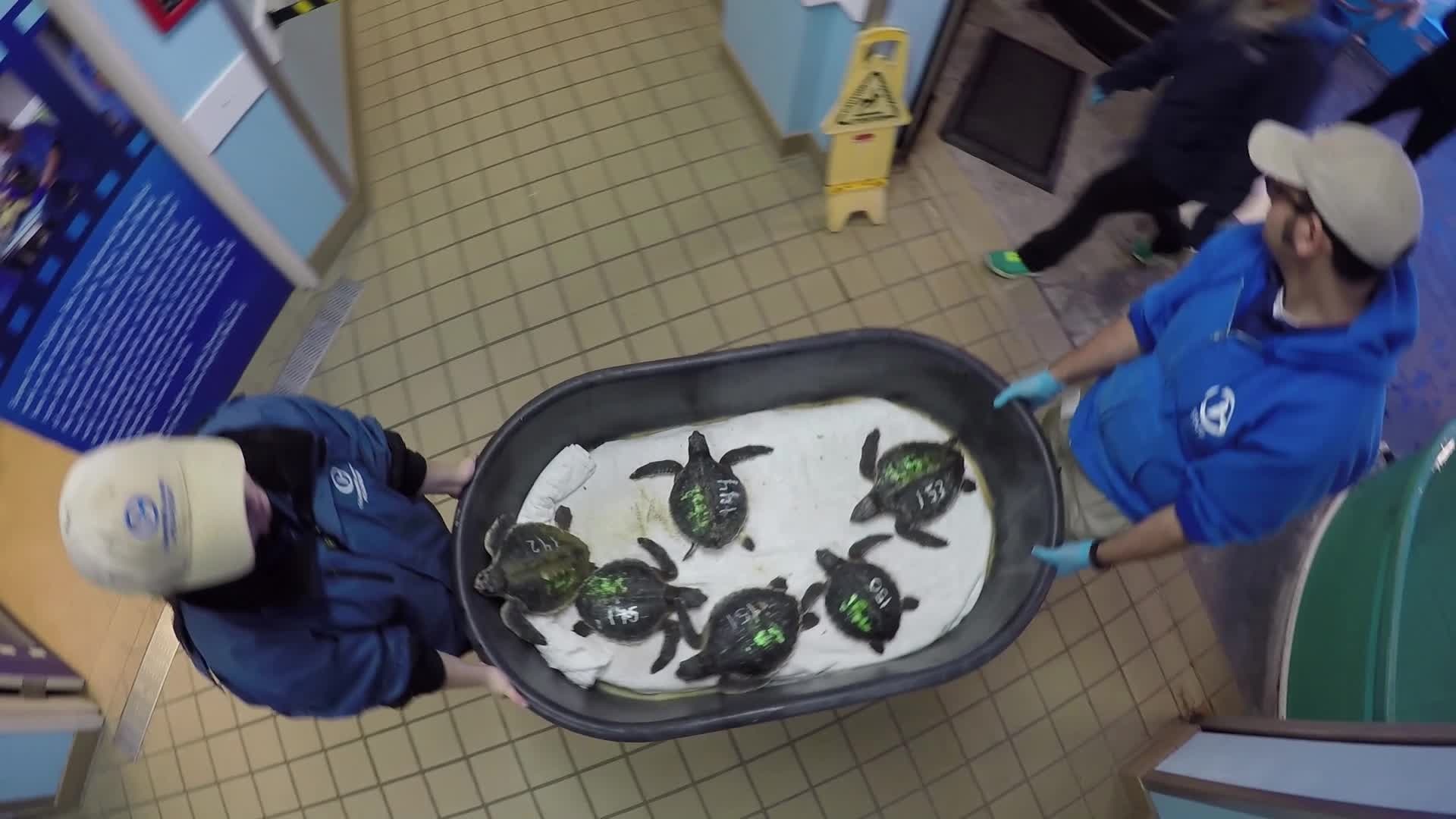 Turtles named 'Santa and his Reindeer' to be released