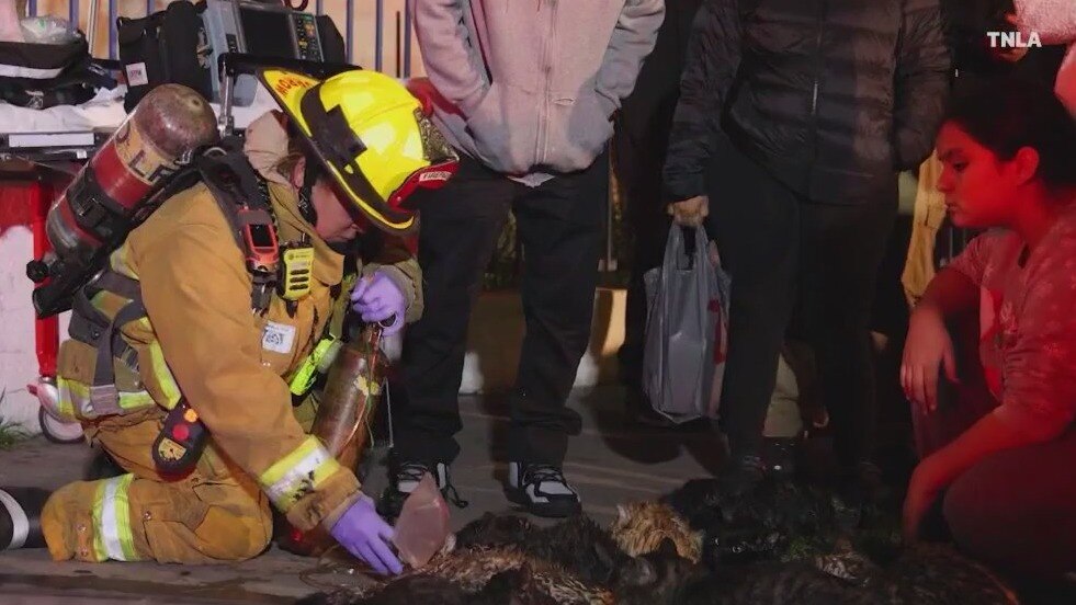 20 cats rescued from burning apartment