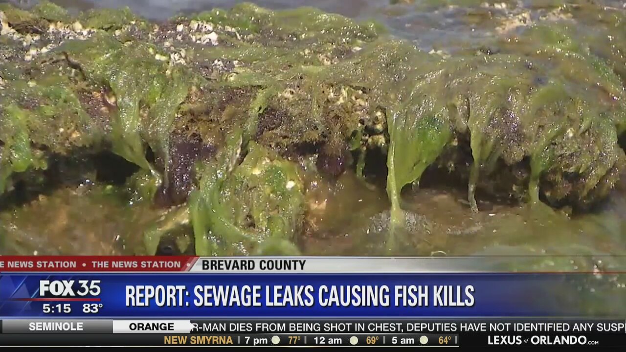 Report states sewage leaks causing fish kills