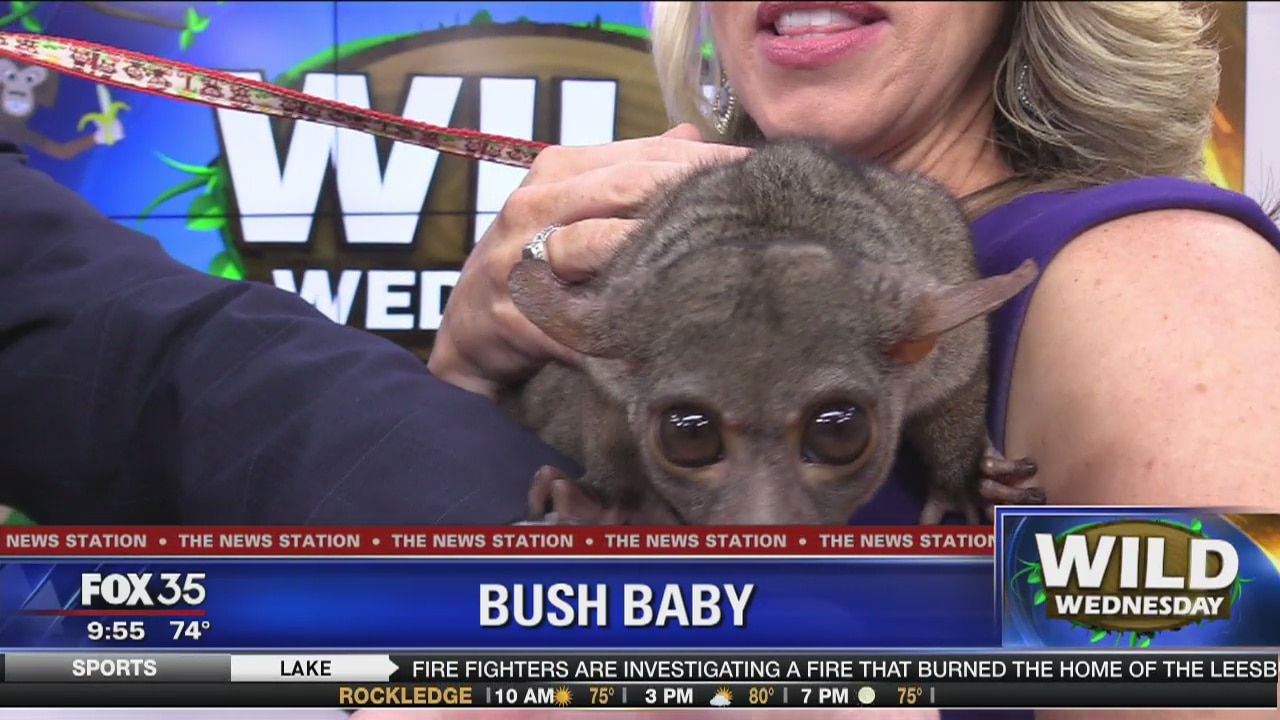Wild Wednesday: Bush Baby