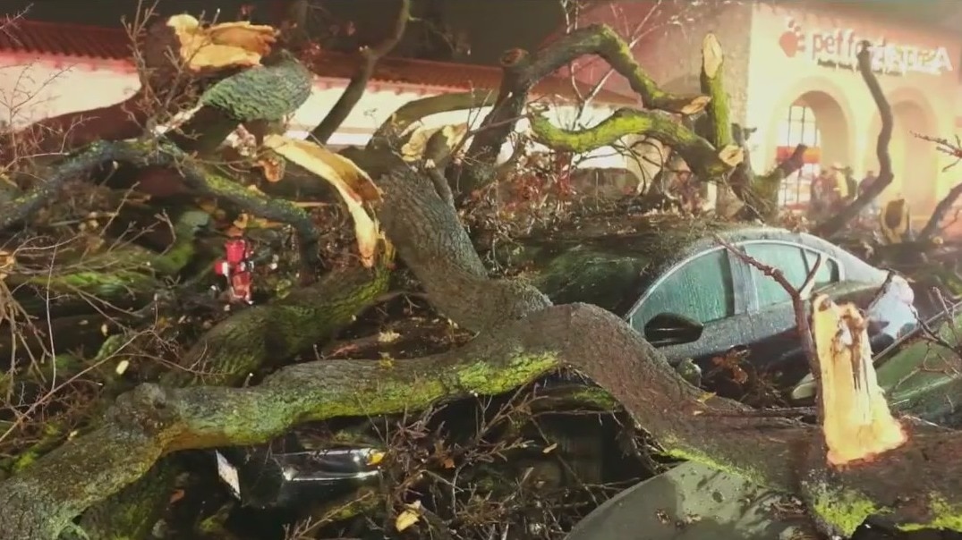 Tree comes down on 15 cars in Woodland Hills