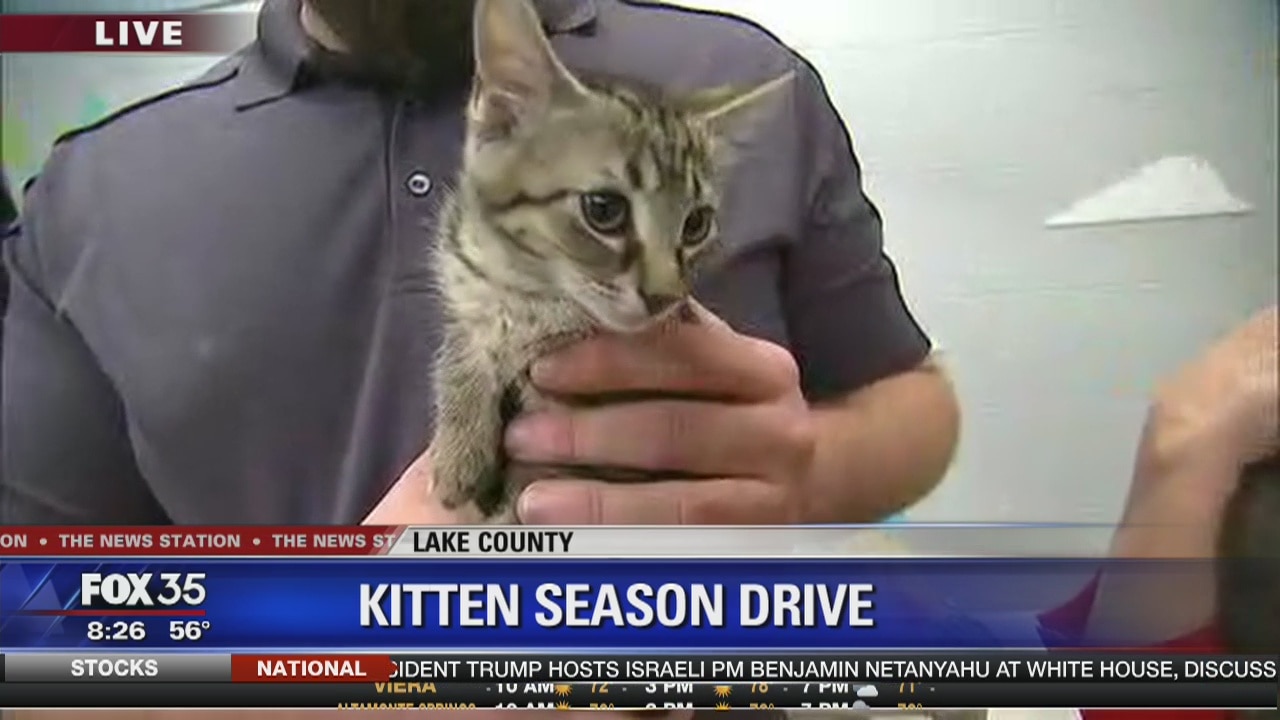 David Does It: Kitten Season Drive