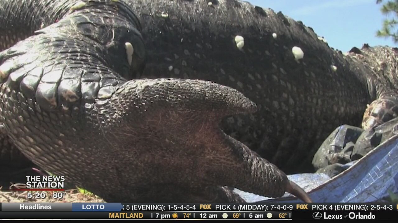 Headless gator found