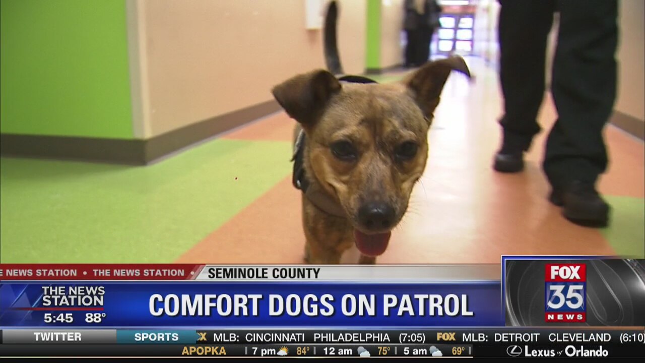 Comfort dogs on patrol in Seminole County