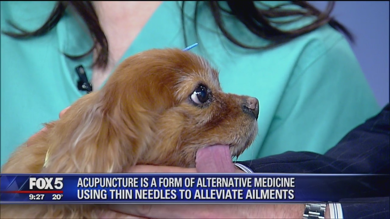 Acupuncture for dogs