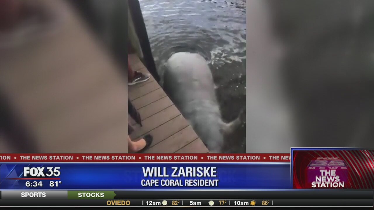 Red tide killing Florida marine life