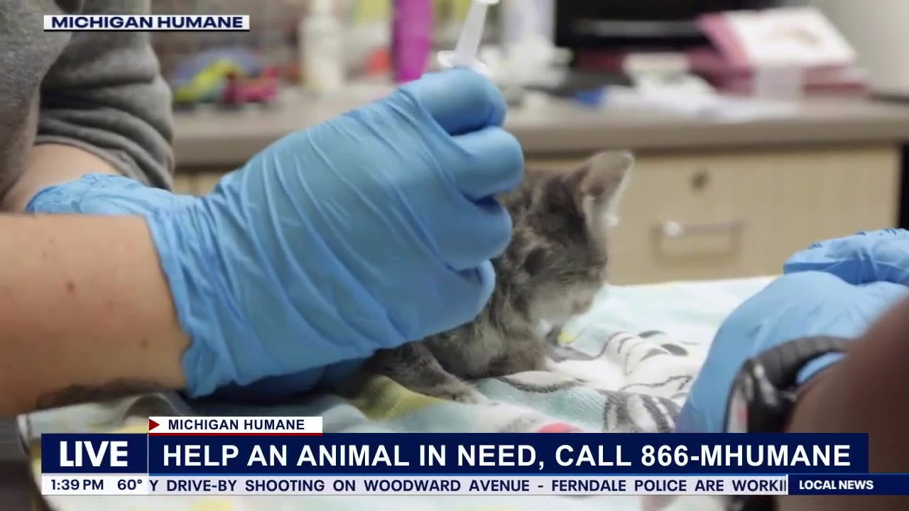 Michigan Humane hosts annual Day of Giving fundraiser