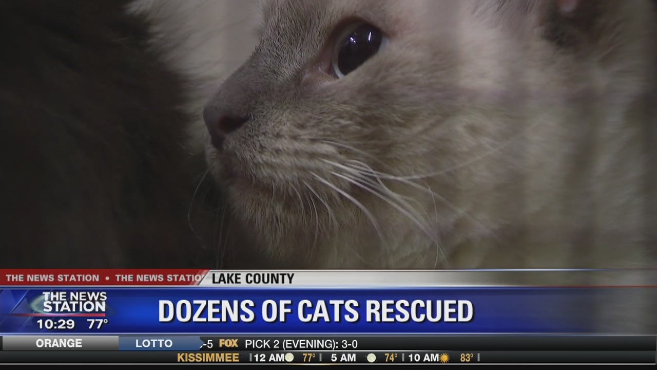 Dozens of cats rescued in Lake County