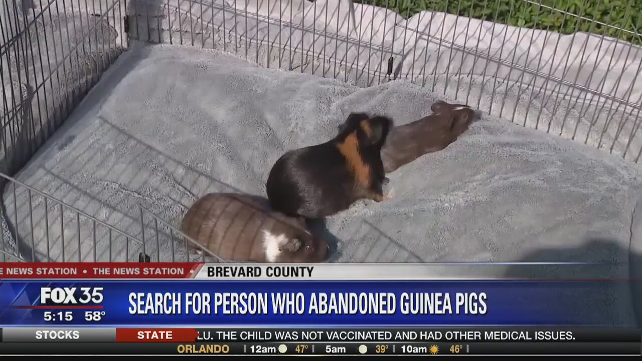 Guinea pigs abandoned