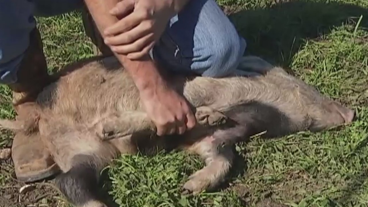 Wrangling razorbacks