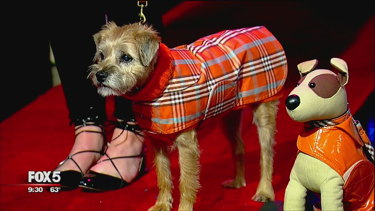 Dog Fashion Show