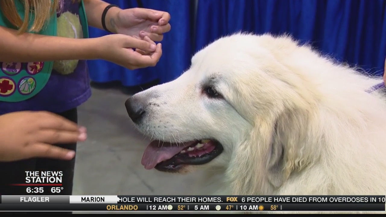 American Kennel Club National Championship