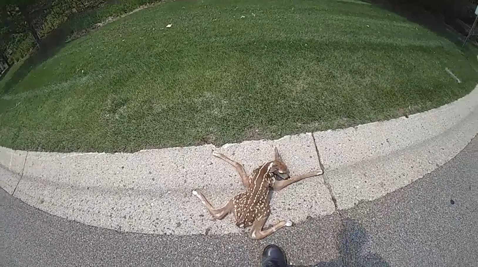 Apple Valley police officer helps fawn cross road