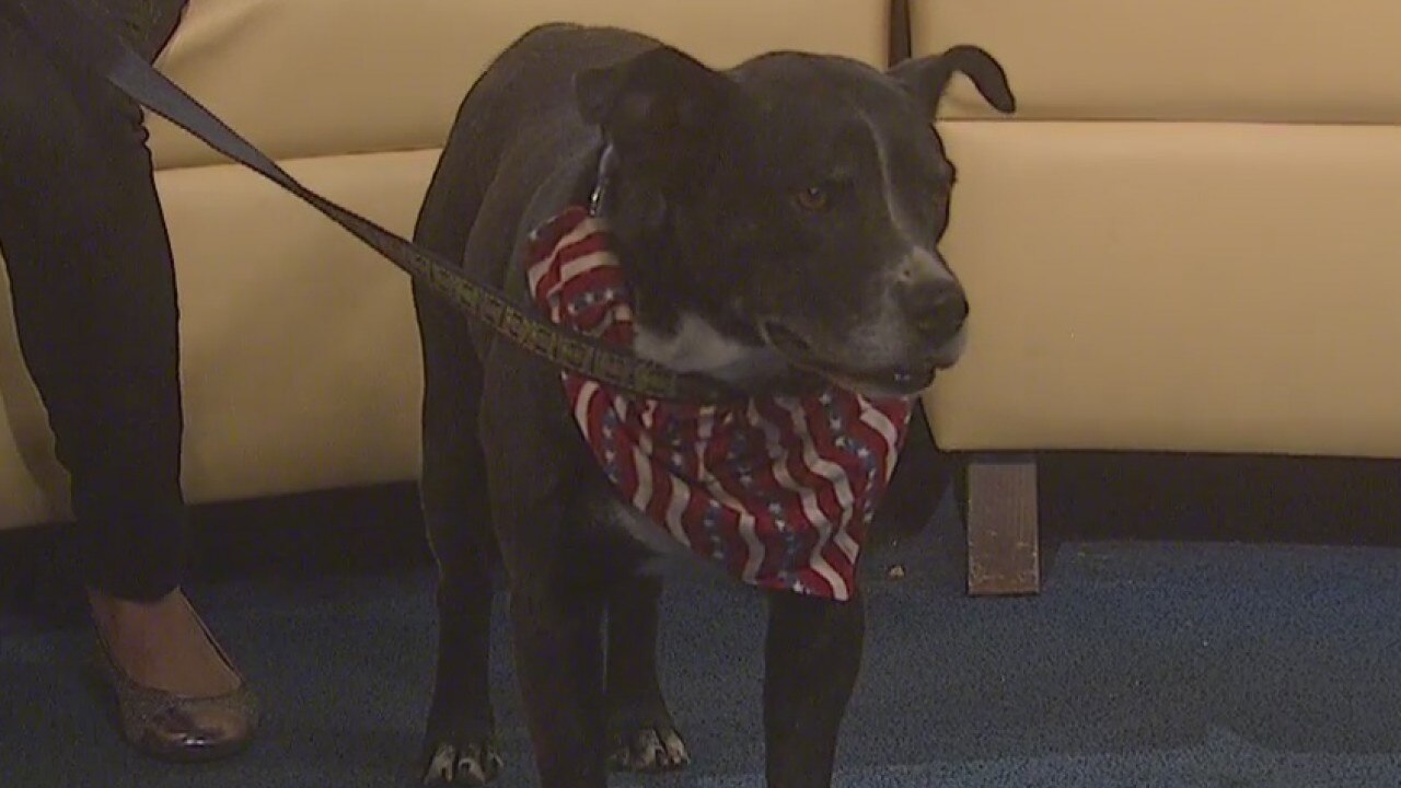 Pet of the Week: George