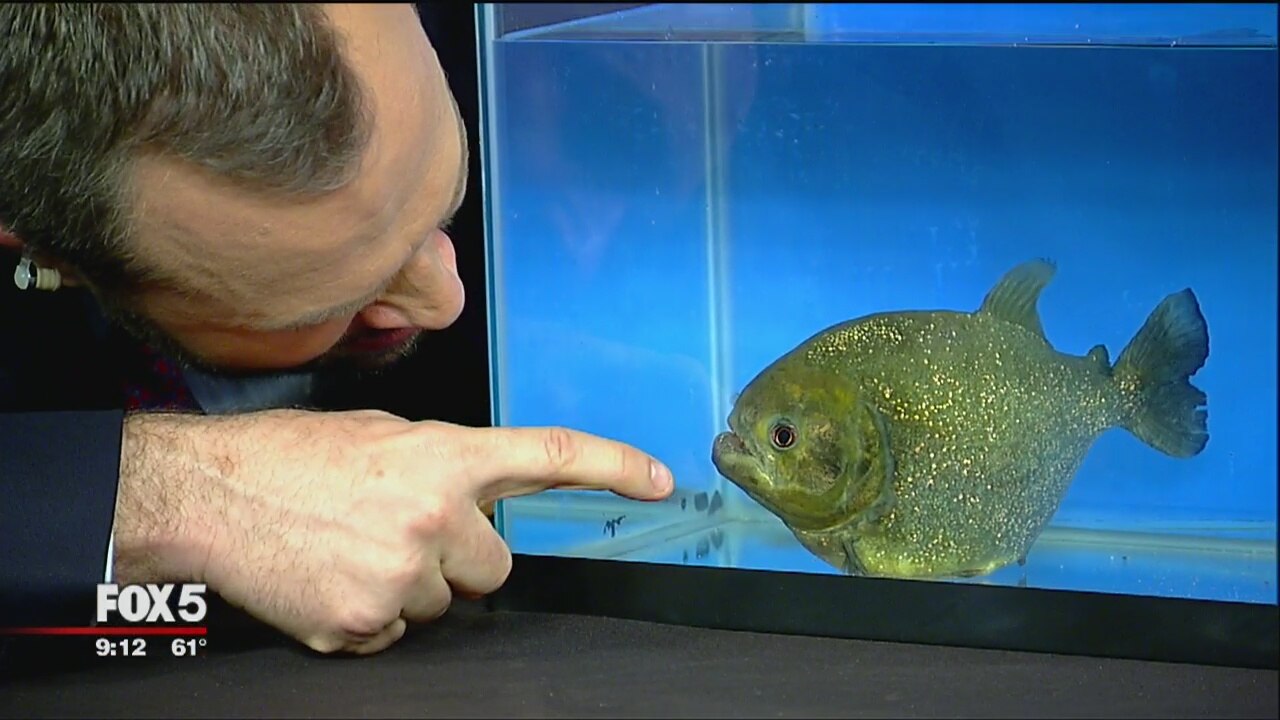 'River Monsters'