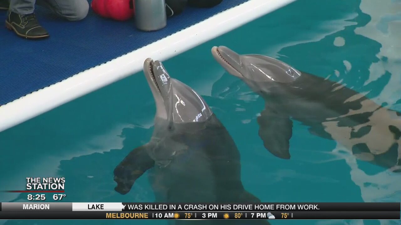 David Does It: Winter's Wonderland at the Clearwater Marine Aquarium