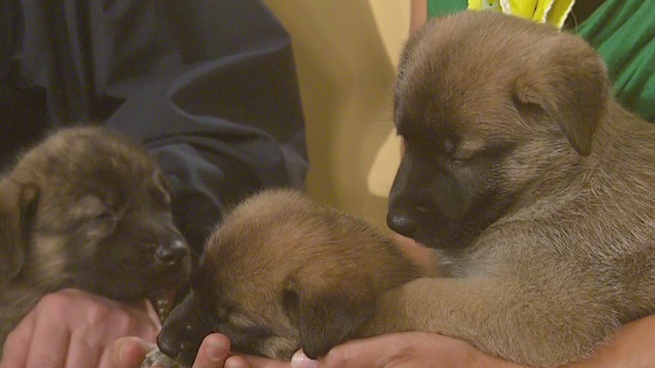Pet of the Week: June 17