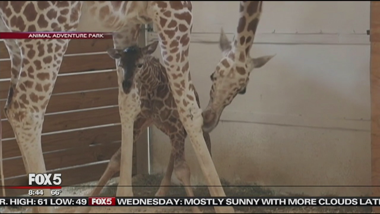 Baby giraffe born