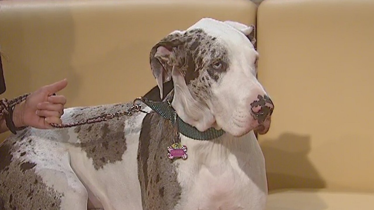 Annual Puppy Mill Awareness Day of Texas