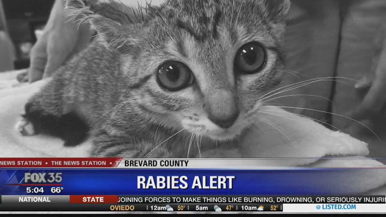 Rabies alert in Brevard County