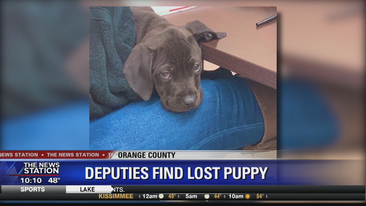 Deputies care for lost puppy