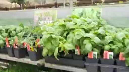Your Garden: Herbs