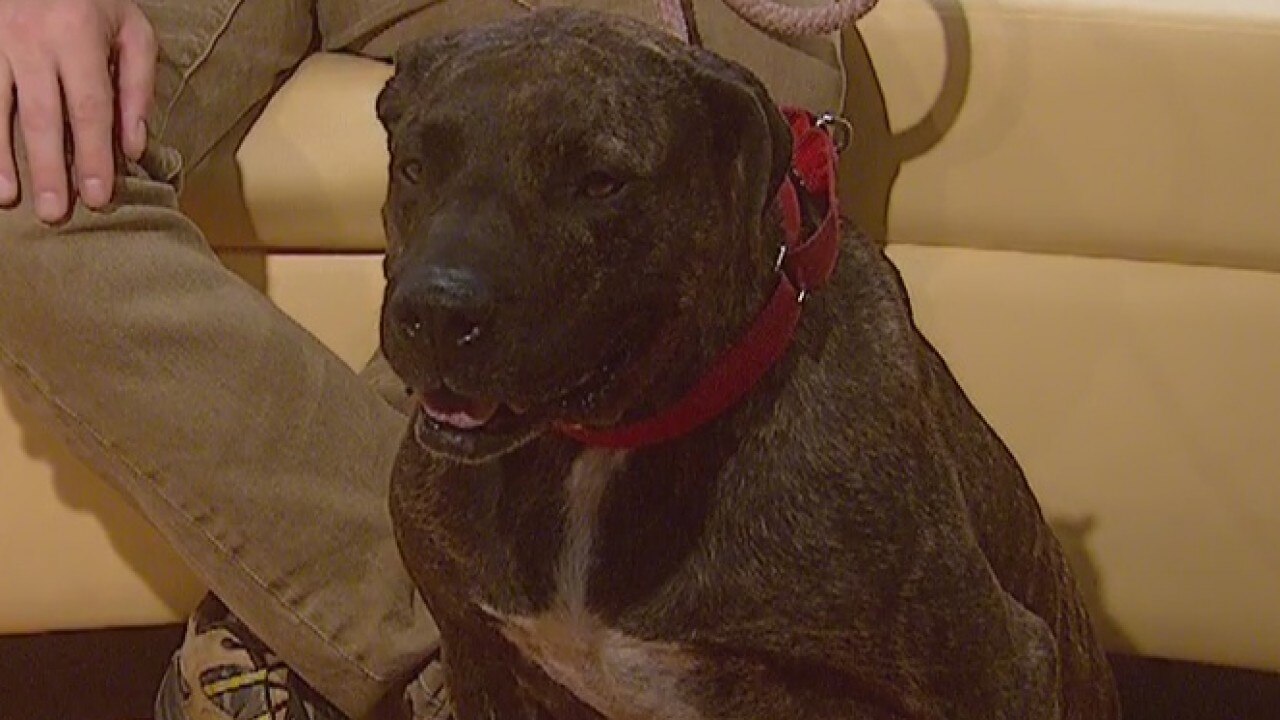 Pet of the Week: Beau